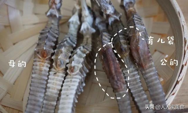 海马有分公母吗，海马为何分公母