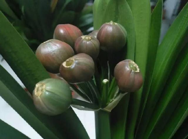 君子兰种子怎么种，君子兰的种子怎样育苗