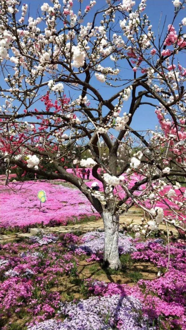 山花烂漫棒槌岛，棒槌山观光