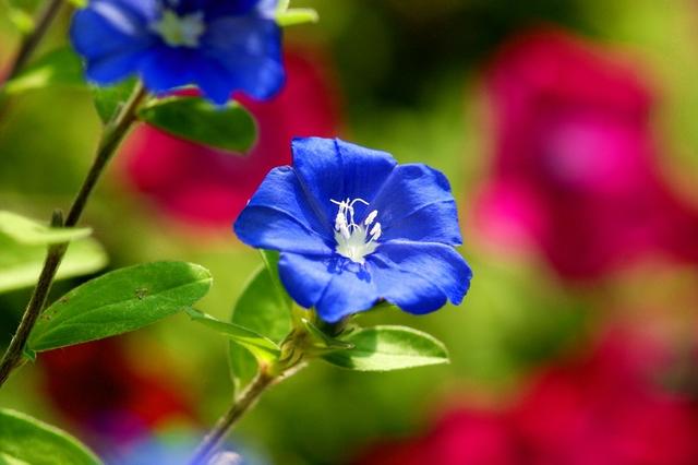 适合家庭室内养的蓝色的花，3种蓝色系花