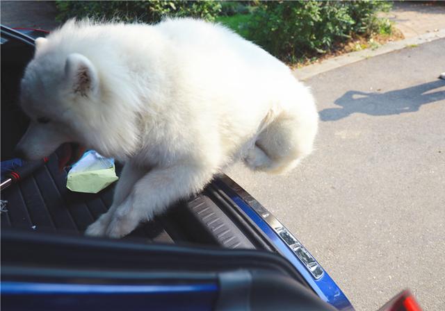 狗狗晕车了怎么快速缓解，狗狗其实也会晕车