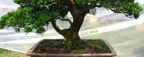 罗汉松的种植和养护方法，小叶罗汉松的养殖方法和注意事项