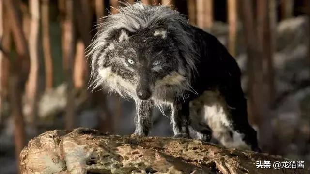 彼得与狼的故事，彼得与狼撕开童话外衣（动物学家与狼的真实故事）