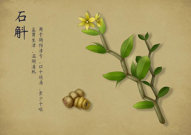 两广最适合的石斛，紫楹仙姝何处寻