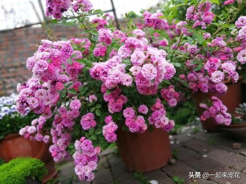 茶水可以浇花吗，茶水浇花的正确方法