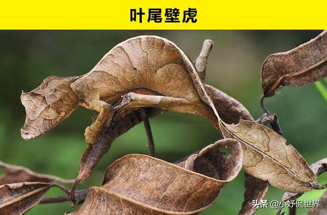 世界上看不见还隐身的动物，9种天生会隐形的动物