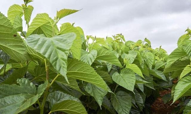 屋后种什么树最旺，农村房后面种什么树旺人旺财