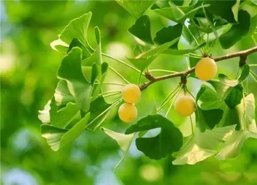 园林景观植物经验分享，风景园林设计中植物造景的3点经验总结