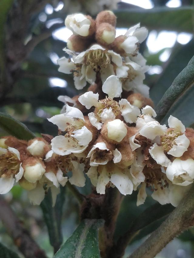 一枝枇杷满院金，一树枇杷花不胜在