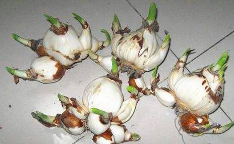 水培水仙花正确养法，水仙花水培养护方法和注意事项