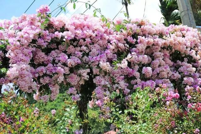 花很香又漂亮的藤蔓植物，12种开花藤蔓植物