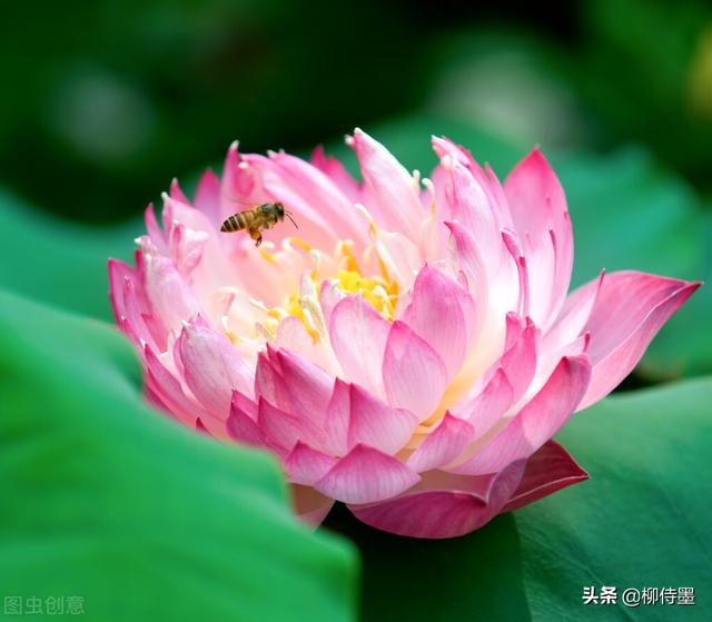 荷花拍照10个技巧，帮你把荷花拍得不一般