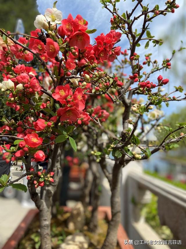 海棠哪个品种最好看，原来海棠有这么多品种