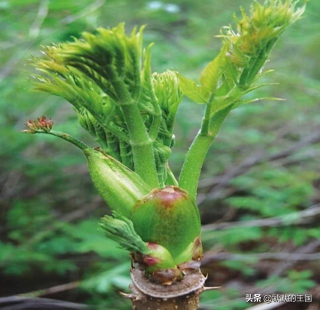 刺老芽野菜的做法，天下第一山珍刺老芽