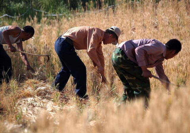 割麦是什么季节，北方小麦收割时间在哪个季节