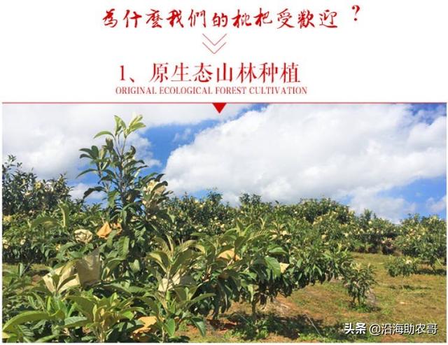 时令水果东山枇杷，果树上成熟的味道