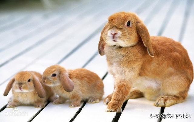 是侏儒兔好养还是垂耳兔好养，法国垂耳兔好养吗