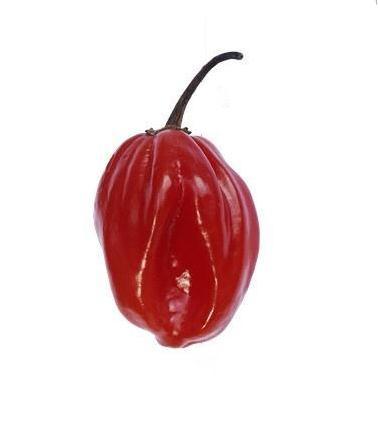 世界辣椒辣度排名，世界上最辣的辣椒十大排名（世界十大最辣辣椒）