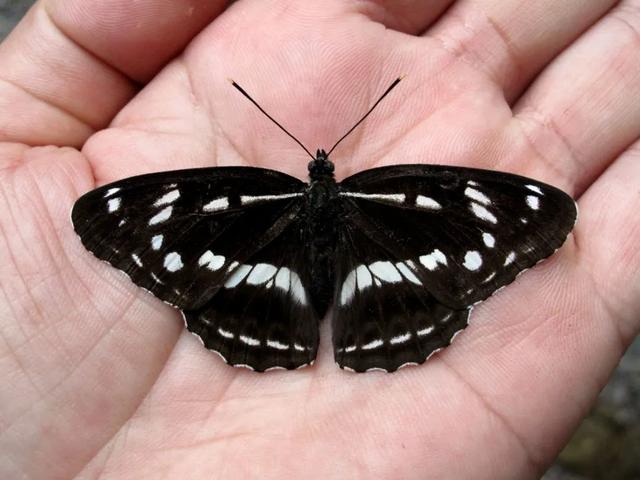 最常见的蝴蝶有哪几种，夏日赏蝶正当时