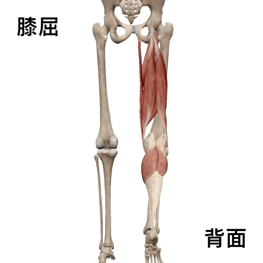 腘绳肌训练动作，12种腘绳肌训练方法（腘绳肌和臀部屈肌紧）