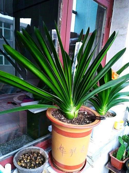 君子兰的花，君子兰一直是热门花