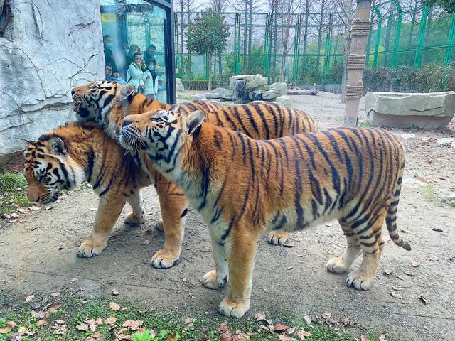 上海野生动物园攻略一日游，上海野生动物园的出游指南