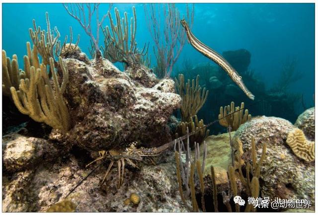 澳洲花斑龙虾，没有大螯的龙虾-眼斑龙虾