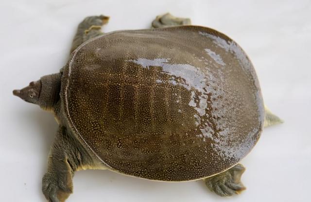 国家重点保护野生动物名录分几级，国家重点保护野生动物名录公布