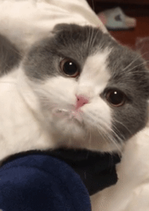 猫咪能吃海苔吗，养猫时什么食物不能吃（猫咪不能吃的10种常见食物大公开）