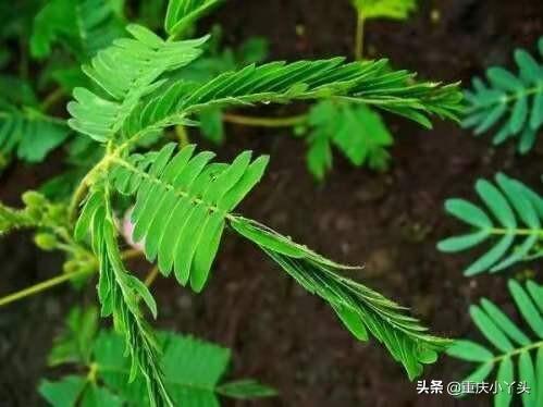 盆栽含羞草的养殖方法和注意事项，像小姑娘一样害羞的草本植物