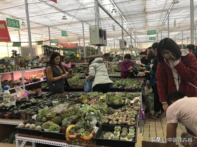 北京花卉批发市场，北京花卉批发市场什么时候开业（北京宝藏花卉市场）