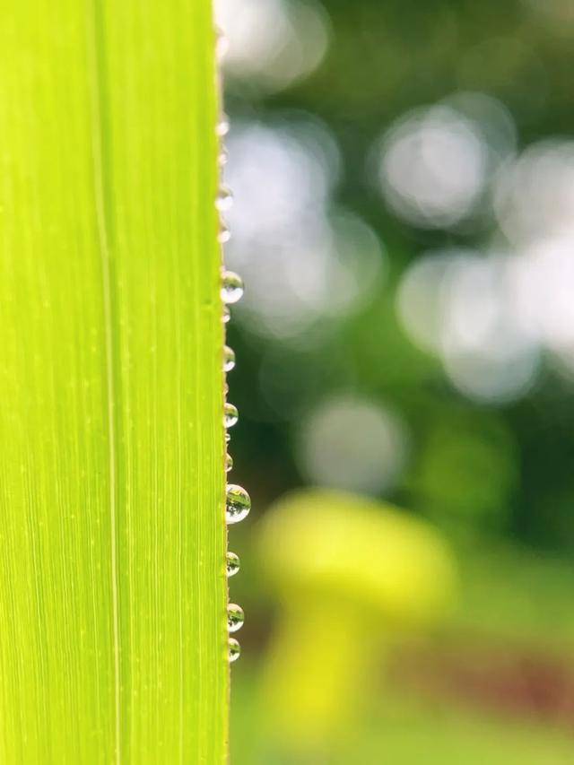 手机摄像头与镜头有什么区别，手机的摄像头越来越多