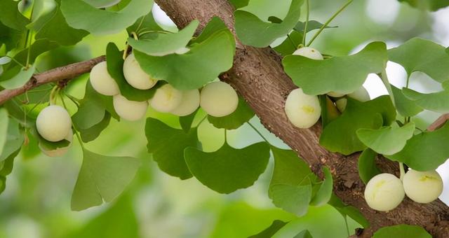 银杏果怎么吃好吃又简单，30多岁第一次吃银杏果