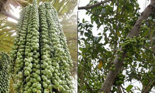 菩提花寓意和象征，白色菩提姐妹花