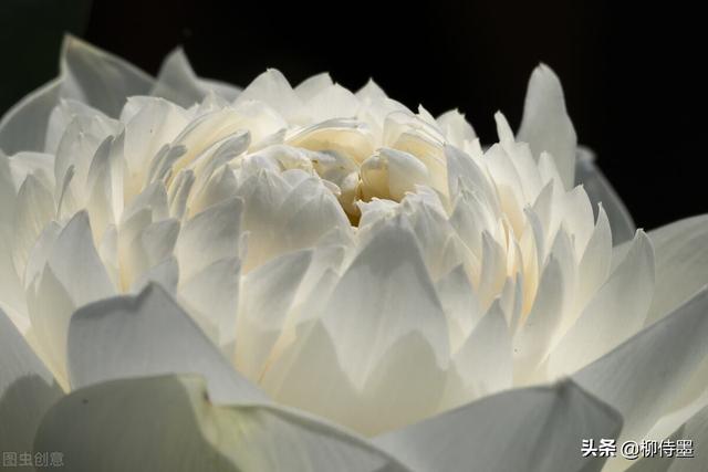 荷花拍照10个技巧，帮你把荷花拍得不一般