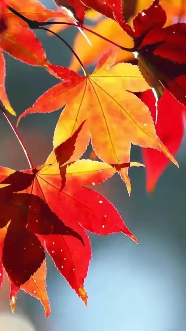 秋天银杏十大绝美诗句，咏上海001号古银杏树