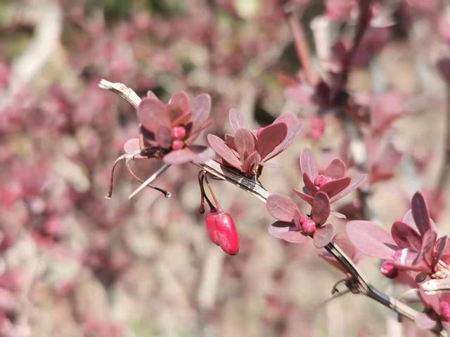 清明适合赏花的地方，纷纷春雨过后是最美人间四月天