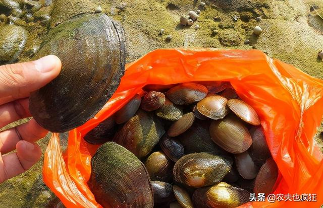 过去1天捡百斤常用来喂猪，喂猪小秘方（女子每天用上百斤小龙虾喂猪）