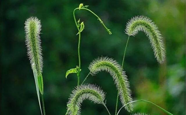 最常见二十种野花野草，都是童年的回忆