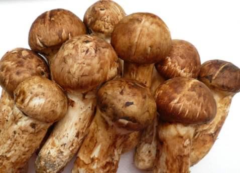 常见的十种食用菌，分享几种可以食用的菌