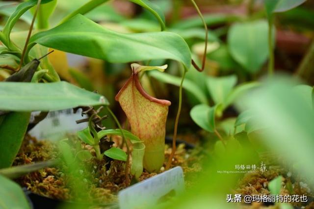 通向死亡的甜蜜诱惑，什么猪笼草是最好养（大量吸食它，可致人瘫痪、死亡）