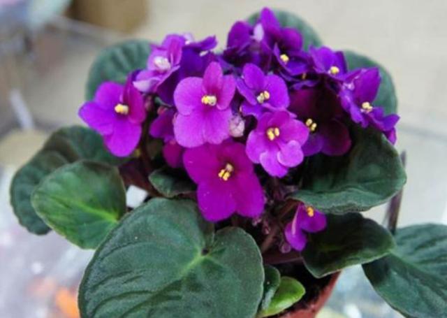 比香水还好闻的5种花，这4种香香花