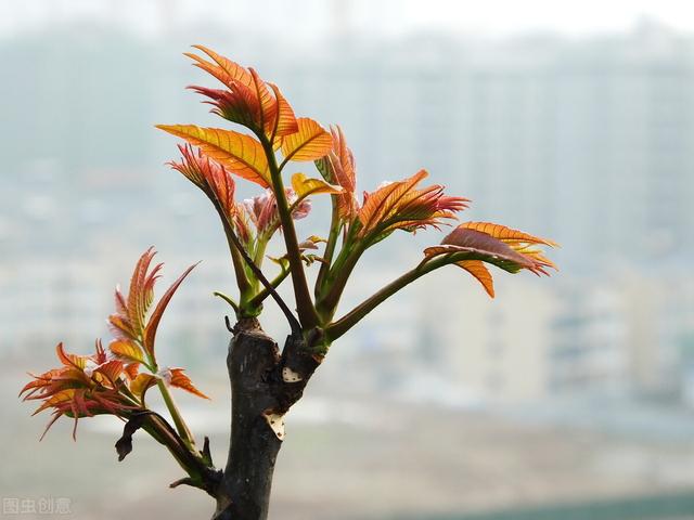 香椿和千头椿区别，核桃和臭椿怎么分辨