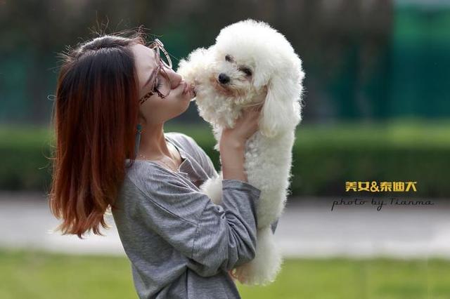 正确抱泰迪姿势图，抱泰迪的正确方法图（抱泰迪姿势讲究多）