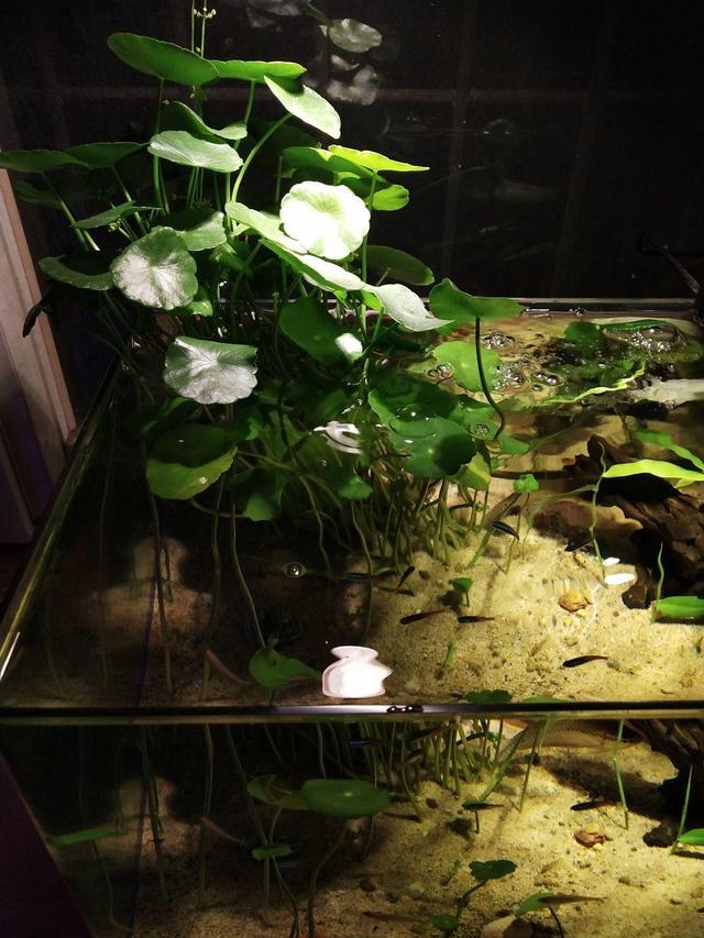 鱼缸适合养的植物，鱼缸里面可以养3种植物