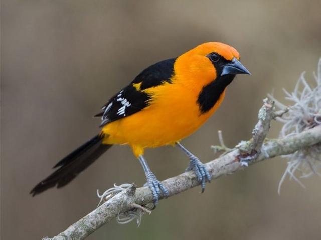 各国国鸟有哪些，世界各国国鸟大全