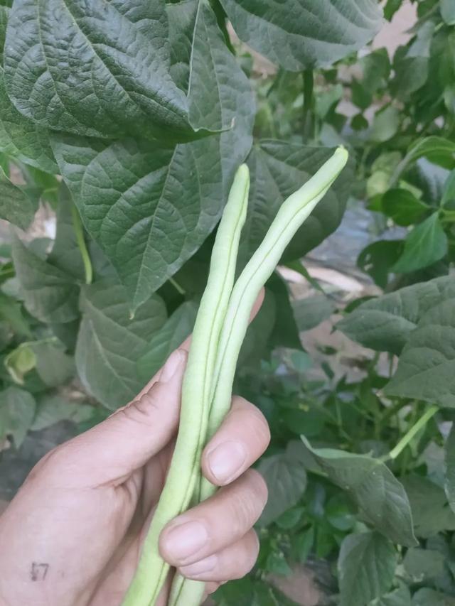 蓟马，蓟马为什么这么防治