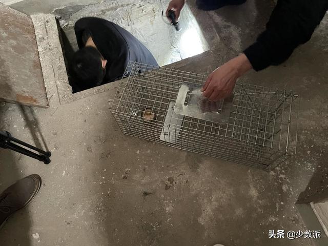 猫走丢了怎么办，猫咪走丢了怎么办快来看看吧
