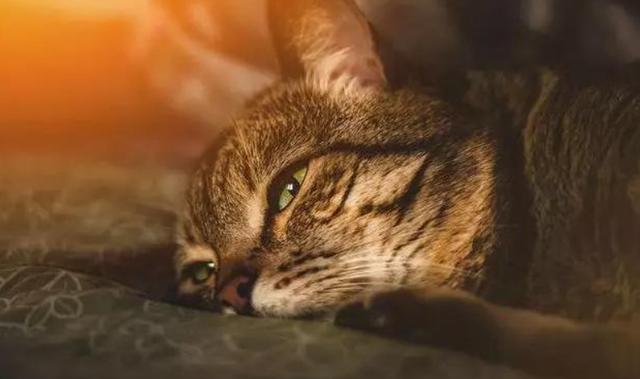 猫咪最害怕的是什么东西，家里的猫咪最害怕这些