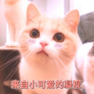 猫咪最长的寿命有多少，它可能是世上最长寿的猫